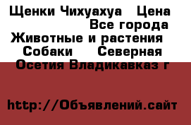 Щенки Чихуахуа › Цена ­ 12000-15000 - Все города Животные и растения » Собаки   . Северная Осетия,Владикавказ г.